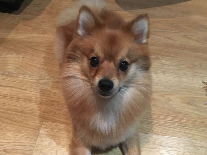 Spitz Mâle De 2 Ans Cherche Femelle Pour Saillie Petite