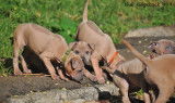 Chiots Thaï Ridgeback à vendre - Mâles et femelles