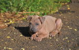 Chiots Thaï Ridgeback à vendre - Mâles et femelles