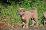 Chiots Thaï Ridgeback à vendre - Mâles et femelles