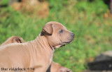 Chiots Thaï Ridgeback à vendre - Mâles et femelles