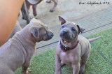 Chiots Thaï Ridgeback à vendre - Mâles et femelles