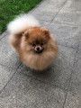 Spitz Nain Pomeranian - Magnifique jeune femelle orange