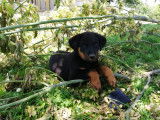 Vends 1 m&acirc;le Beauceron LOF de 2 mois