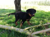 Vends 1 m&acirc;le Beauceron LOF de 2 mois