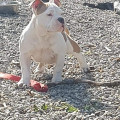 Chien bully exotic