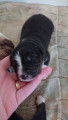 Chiots de race Berger Australien à vendre (3 femelles & 3 mâles)