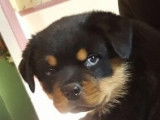 Chiots Rottweiller disponibles