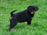 Chiots Rottweiller disponibles