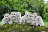 Chiots Husky LOF - Top origines - Parents testés