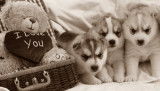 Chiots Husky LOF - Top origines - Parents testés