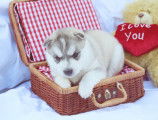 Chiots Husky LOF - Top origines - Parents testés