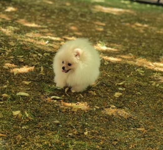 Spécialisé Dans Le Spitz Pomeranian Site De