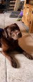 De race Labrador Retriever disponible pour saillie