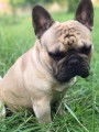 Magnifique bouledogue propose saillie gratuite