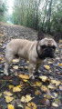 Magnifique bouledogue propose saillie gratuite