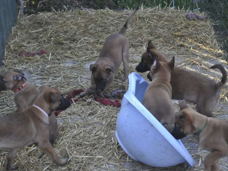Chiots Berger Malinois LOSH 1 femelle disponible