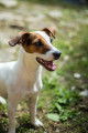 Adorable Jack Russel Femelle