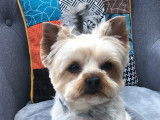 De race Yorkshire Terrier disponible pour saillie