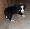 Chiots Border Collie chocolat merle et noir et blanc