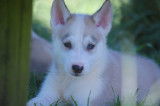 Chiots Husky LOF à vendre
