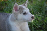 Chiots Husky LOF à vendre