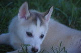 Chiots Husky LOF à vendre
