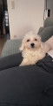 Chiot de race Bichon Maltais m&acirc;le &agrave; vendre