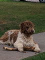 Chien d’eau espagnol. Mâles et femelles