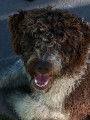 Chien d’eau espagnol. Mâles et femelles