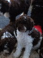 Chien d’eau espagnol. Mâles et femelles