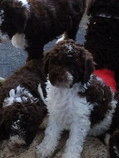 Chien d’eau espagnol. Mâles et femelles