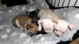 2 magnifiques chiots Chihuahua pure race (un blanc et une brune)