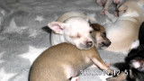 2 magnifiques chiots Chihuahua pure race (un blanc et une brune)
