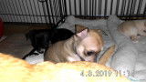 2 magnifiques chiots Chihuahua pure race (un blanc et une brune)