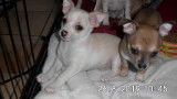 2 magnifiques chiots Chihuahua pure race (un blanc et une brune)