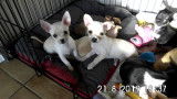2 magnifiques chiots Chihuahua pure race (un blanc et une brune)