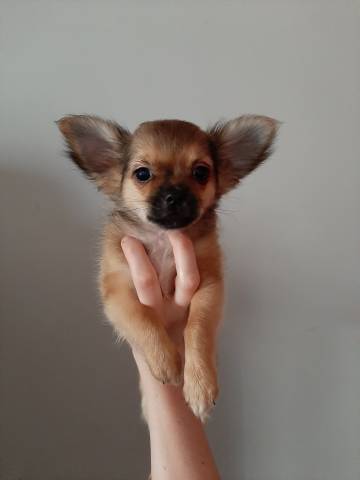 Chiot de type Chihuahua mâle à vendre