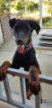 Femelle Beauceron à vendre