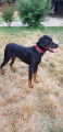 Femelle Beauceron à vendre