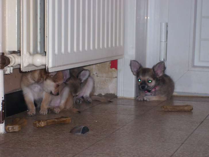 Chiots de type Chihuahua à vendre (3 femelles)