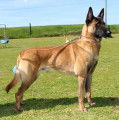 Chiot de race Berger Belge Malinois à vendre