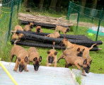 Chiot de race Berger Belge Malinois à vendre