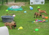 Chiot de race Berger Belge Malinois à vendre
