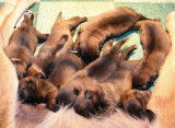Chiot de race Berger Belge Malinois à vendre