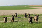 Chiot de race Berger Belge Malinois à vendre