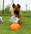 Chiot de race Berger Belge Malinois à vendre