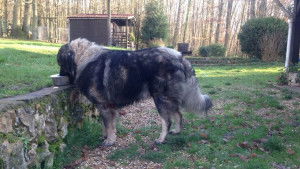 élevage Prince Du Caucase élevage De Berger Du Caucase à Dreux
