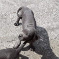 Chiots Cane Corso bleus &agrave; vendre