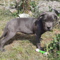 Chiots Cane Corso bleus &agrave; vendre